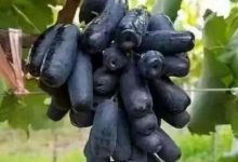 這種珍珠瑪瑙般的葡萄你見過嗎？營養價值是普通葡萄的十幾倍！-酷播亮新聞
