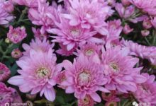 夜間表現一樣精彩 努比亞X攝影功能體驗-酷播亮新聞