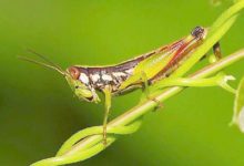 昆蟲的腿比人腿堅硬-酷播亮新聞