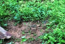 實拍在農村土房子上建多肉小花園，會不會太美了-酷播亮新聞