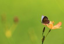 「花兒」攝影中只要把握一個小技巧，初學拍攝也能帶回出色的照片-酷播亮新聞