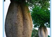 冷知識：不怕火的樹，會「逃跑」的草，建國初期只有6個人的國家-酷播亮新聞