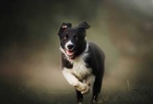 狗的肆意歡脫的時刻 唯美夢幻狗的肖像-酷播亮新聞