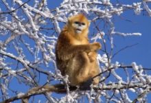 川金絲猴：我從哪裡來，要到哪裡去 華人學者解析瀕危動物起源和進化史-酷播亮新聞