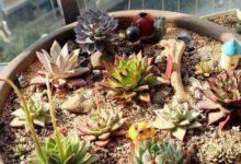 房子無需太大，只要陽台有肉有花-酷播亮新聞