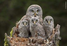 野生動物攝影年度大選入圍作品賞-酷播亮新聞