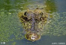 能留住你的冷知識，一個人靜悄悄的「優秀」-酷播亮新聞