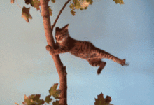 3步解鎖辦公室新姿勢，老闆，我今天必須躺著！-酷播亮新聞