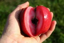 早上空腹吃一個蘋果，氣血足了，雀斑也沒了，女性盡量不要錯過-酷播亮新聞