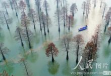 安徽廬江：“生態名片”入畫境-酷播亮新聞