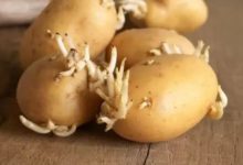 發芽的食物還能吃嗎？有些是寶，有些是劇毒-酷播亮新聞