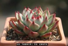 養多肉後你有沒有發現你變了！-酷播亮新聞