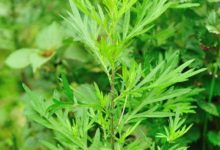 長期用「艾葉」泡腳的女人，身體或許會收穫3大變化，不妨一看