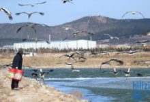 第九年！70餘隻東方白鸛旅順張家村過冬-酷播亮新聞