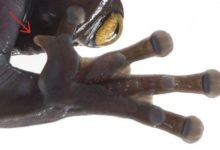 新發現了一種可愛又奇怪的樹蛙-酷播亮新聞