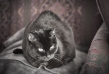 自動白平衡如何阻礙您的攝影-酷播亮新聞