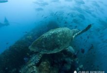 冷知識：我們只探索了5％的海洋，大巴車和貨車輪胎前凸後凹-酷播亮新聞