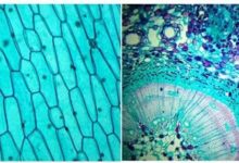 驚呆！美國國家地理授權實驗級兒童顯微鏡，揭秘微觀世界！-酷播亮新聞