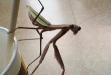 《刀螂》攝影：慈才淵博-酷播亮新聞