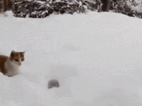 攝影教程：雪景拍花，白色世界冬季最美的色彩~-酷播亮新聞