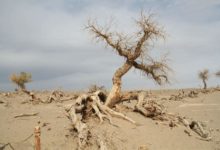 沙漠也曾是綠洲，沙子底下另有玄機，科學家：可惜並不能淘光-酷播亮新聞