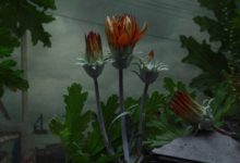 極具戲劇色彩的植物學探究攝影-酷播亮新聞