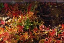 南非多肉行，一起去看看路邊都是多肉的國家-酷播亮新聞