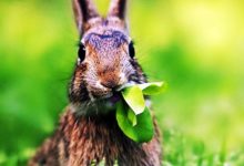 地球食物鏈正發生突破性改變？野兔吃肉，科學家已獲得充分證據！-酷播亮新聞