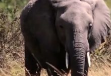 為什麼大象很少患癌，人類是否可以照方抓藥，聽聽專家們怎麼說-酷播亮新聞