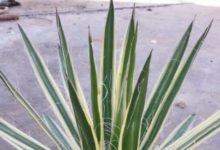 這些多肉植物與眾不同，陽光下的龍舌蘭-酷播亮新聞