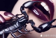 明明身帶毒針，卻偏偏喜愛使用蠻力，這就是蠍子-酷播亮新聞