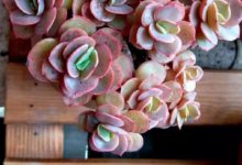 終於等到你，還好我沒放棄！很高興認識你，多肉！-酷播亮新聞