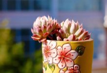 在最美的年華，當瑜伽遇上多肉，會擦出怎樣的火花？-酷播亮新聞