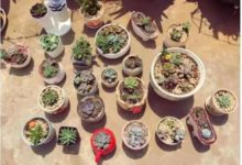 時光不負有心人！三年的蛻變，終遇見美肉！-酷播亮新聞